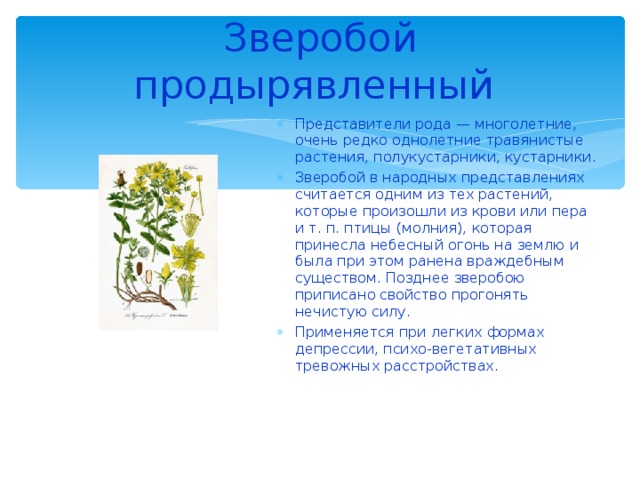 Зверобой продырявленный Представители рода — многолетние, очень редко однолетние травянистые растения, полукустарники, кустарники. Зверобой в народных представлениях считается одним из тех растений, которые произошли из крови или пера и т. п. птицы (молния), которая принесла небесный огонь на землю и была при этом ранена враждебным существом. Позднее зверобою приписано свойство прогонять нечистую силу. Применяется при легких формах депрессии, психо-вегетативных тревожных расстройствах.  
