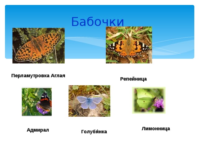 Бабочки Перламутровка Аглая Репейница Лимонница Адмирал Голубя́нк а  