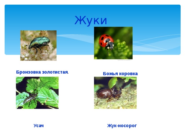 Жуки Бронзовка  золотистая . Божья коровка Усач Жук-носорог 