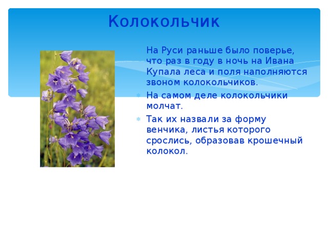 Колокольчик   На Руси раньше было поверье, что раз в году в ночь на Ивана Купала леса и поля наполняются звоном колокольчиков. На самом деле колокольчики молчат. Так их назвали за форму венчика, листья которого срослись, образовав крошечный колокол. 