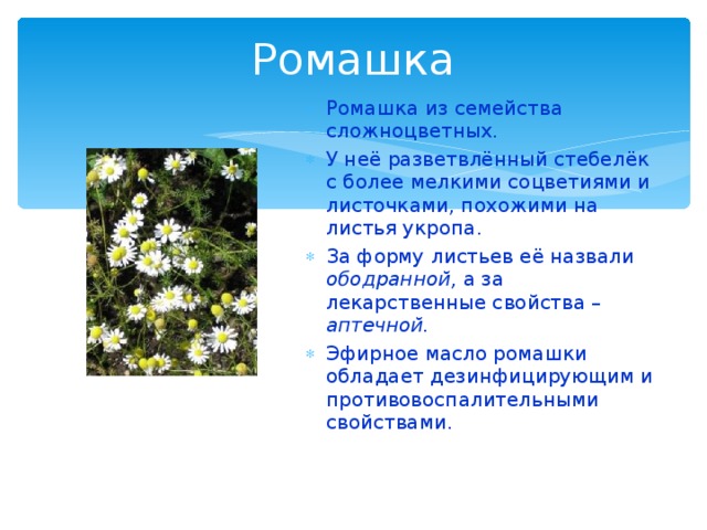 Ромашка Ромашка из семейства сложноцветных. У неё разветвлённый стебелёк с более мелкими соцветиями и листочками, похожими на листья укропа. За форму листьев её назвали ободранной, а за лекарственные свойства – аптечной. Эфирное масло ромашки обладает дезинфицирующим и противовоспалительными свойствами.   