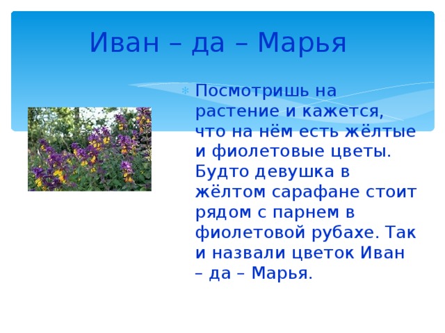 Иван – да – Марья  Посмотришь на растение и кажется, что на нём есть жёлтые и фиолетовые цветы. Будто девушка в жёлтом сарафане стоит рядом с парнем в фиолетовой рубахе. Так и назвали цветок Иван – да – Марья. 