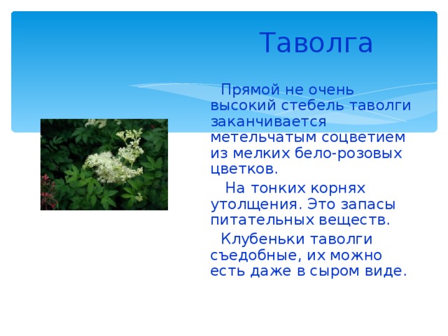 Таволга   Прямой не очень высокий стебель таволги заканчивается метельчатым соцветием из мелких бело-розовых цветков.  На тонких корнях утолщения. Это запасы питательных веществ.  Клубеньки таволги съедобные, их можно есть даже в сыром виде. 