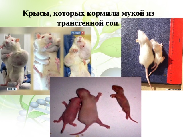 Крысы, которых кормили мукой из трансгенной сои. 