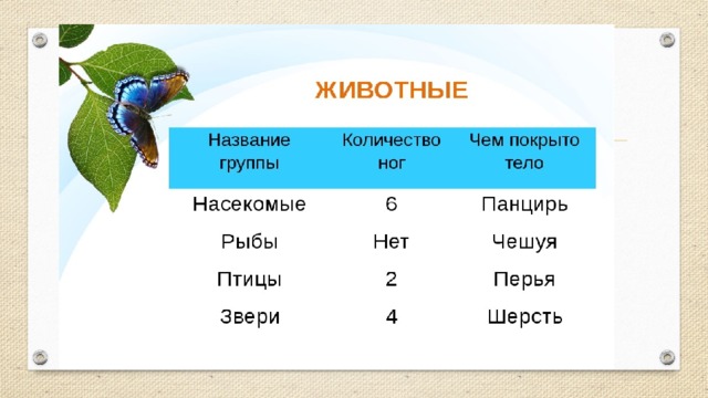 Главные признаки насекомых рыб птиц зверей. Какие стандарты бывают животные.