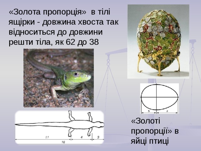 «Золота пропорція» в тілі ящірки - довжина хвоста так відноситься до довжини решти тіла, як 62 до 38 «Золоті пропорції» в яйці птиці  