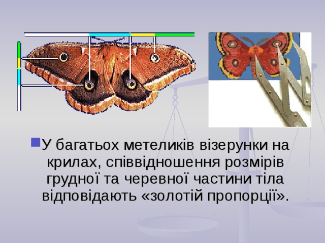 У багатьох метеликів візерунки на крилах, співвідношення розмірів грудної та черевної частини тіла відповідають «золотій пропорції».  