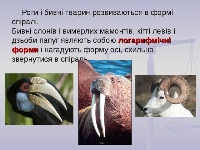 Роги і бивні тварин розвиваються в формі спіралі.  Бивні слонів і вимерлих мамонтів, кігті левів і дзьоби папуг являють собою логарифмічні форми і нагадують форму осі, схильної звернутися в спіраль.  