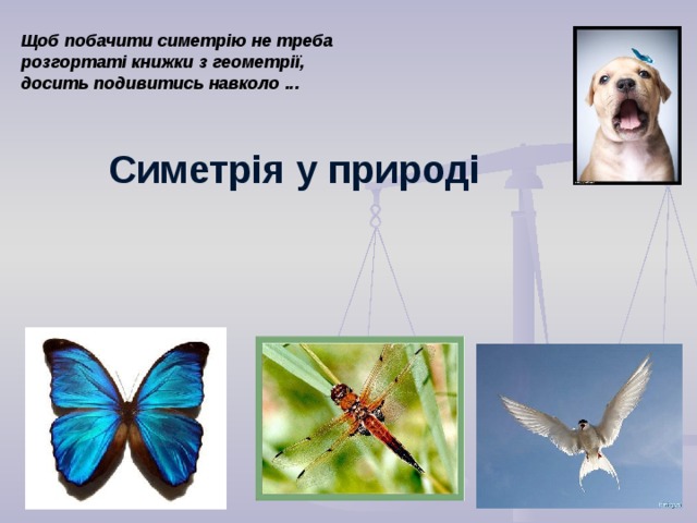 Щоб п обачити с и метрію не  треба р озгортаті книжки з геометрії, дос ить подивитись навколо ... С иметрія у природі  