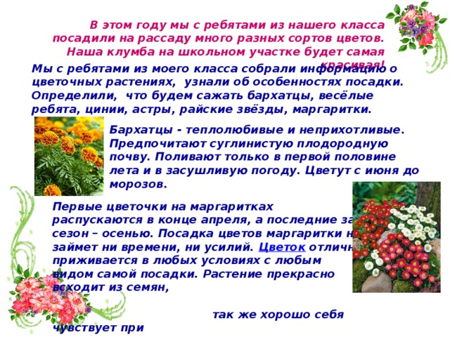 В этом году мы с ребятами из нашего класса посадили на рассаду много разных сортов цветов. Наша клумба на школьном участке будет самая красивая! Мы с ребятами из моего класса собрали информацию о цветочных растениях, узнали об особенностях посадки. Определили, что будем сажать бархатцы, весёлые ребята, цинии, астры, райские звёзды, маргаритки. Бархатцы - теплолюбивые и неприхотливые. Предпочитают суглинистую плодородную почву. Поливают только в первой половине лета и в засушливую погоду. Цветут с июня до морозов. Первые цветочки на маргаритках распускаются в конце апреля, а последние за сезон – осенью. Посадка цветов маргаритки не займет ни времени, ни усилий. Цветок отлично приживается в любых условиях с любым видом самой посадки. Растение прекрасно всходит из семян,  так же хорошо себя чувствует при  размножении рассадой. 