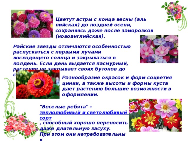 Цветут астры с конца весны (аль­пийская) до поздней осени, сохраня­ясь даже после заморозков (новоан­глийская). Райские звезды отличаются особенностью распускаться с первыми лучами восходящего солнца и закрываться в полдень. Если день выдается пасмурный, растение не закрывает своих бутонов до самого вечера. Разнообразие окрасок и форм соцветия цинии, а также высоты и формы куста дает растению большие возможности в оформлении.   