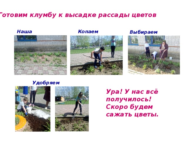Готовим клумбу к высадке рассады цветов Наша клумба Копаем… Выбираем траву… Удобряем почву Ура! У нас всё получилось! Скоро будем сажать цветы. 