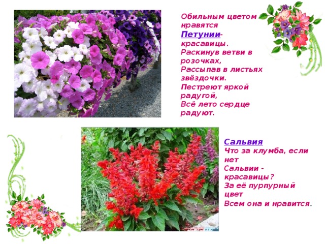 Обильным цветом нравятся  Петунии -красавицы.  Раскинув ветви в розочках,  Рассыпав в листьях звёздочки.  Пестреют яркой радугой,  Всё лето сердце радуют.   Сальвия Что за клумба, если нет Сальвии - красавицы? За её пурпурный цвет Всем она и нравится . 