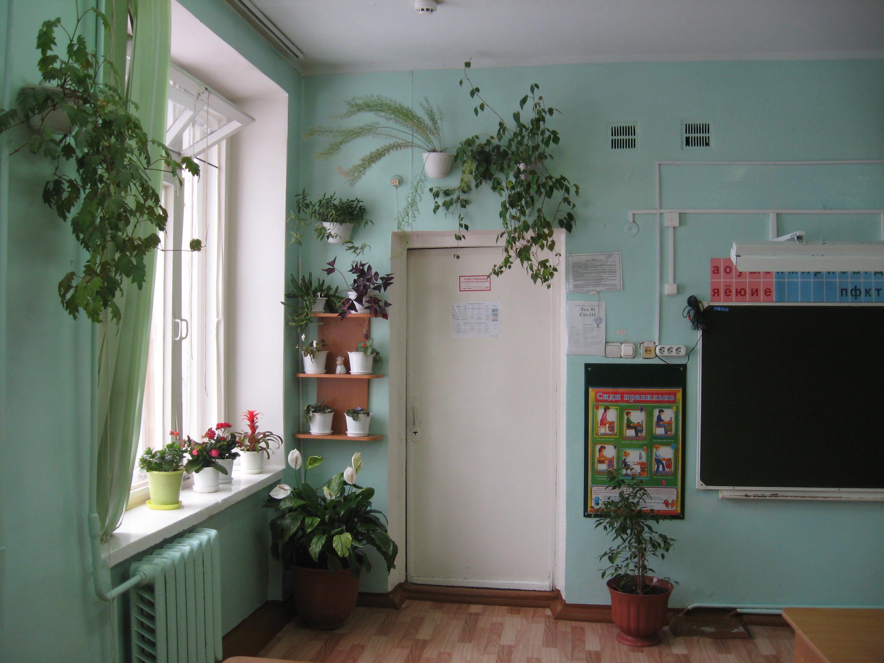 Живой уголок в классе. Зеленый уголок в классе. Зеленая зона в кабинете. Растения в кабинете начальной школы. Комнатные растения в кабинетах школы.