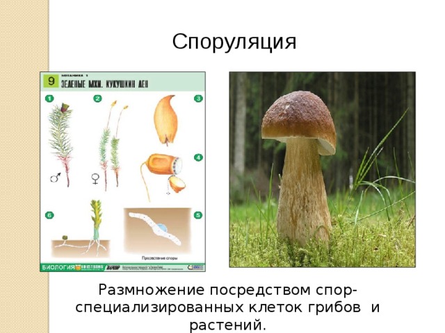 Споруляция Размножение посредством спор- специализированных клеток грибов и растений.