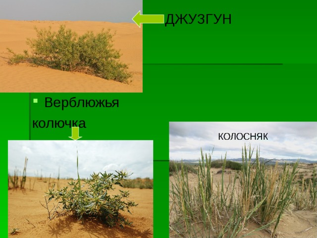 Брусника колосняк карликовая береза верблюжья колючка. Верблюжья колючка колосняк джузгун. Колосняк в пустыне. Колосняк и джузгун.