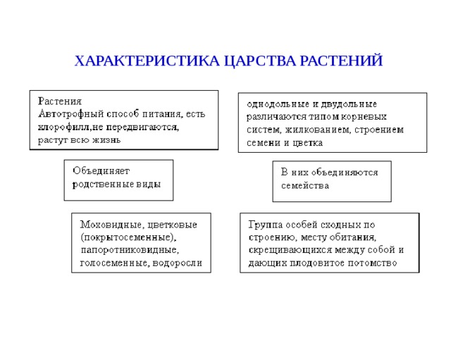 ХАРАКТЕРИСТИКА ЦАРСТВА РАСТЕНИЙ 