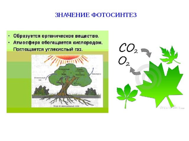ЗНАЧЕНИЕ ФОТОСИНТЕЗ 