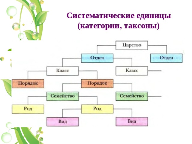 Систематические единицы (категории, таксоны) 
