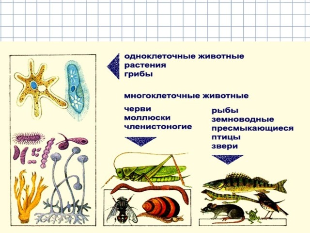 Какой общий признак у животных и растений. Признаки животных 5 класс биология. Признаки животных 8 класс биология. Низшие животные это в биологии. Признаки животных 2 класс.