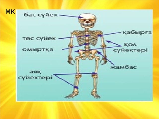 Дене мүшелері суреттер. Қаңқа дегеніміз не.