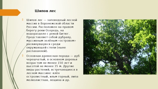 Шипов лес   Шипов лес — заповедный лесной массив в Воронежской области России. Расположен на правом берегу реки Осередь, на водоразделе с рекой Битюг. Представляет собой дубраву, массивным зелёным «островом» раскинувшуюся среди окружающей степи (ныне распаханной). Основная древесная порода — дуб черешчатый, в основном деревья возрастом не менее 150 лет и высотой не менее 35 м. Другие виды растений, встречающиеся в лесном массиве: клён остролистный, ильм горный, липа мелколистная, лещина и др. 