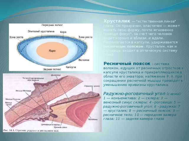 Хрусталик  — 