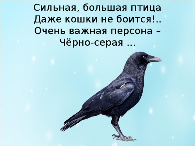 Сильная, большая птица Даже кошки не боится!.. Очень важная персона – Чёрно-серая ... 
