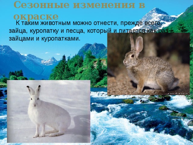 Изменение окраски животных. Сезонная окраска животных. Сезонные изменения зайца. Сезонные изменения в жизни зайца.