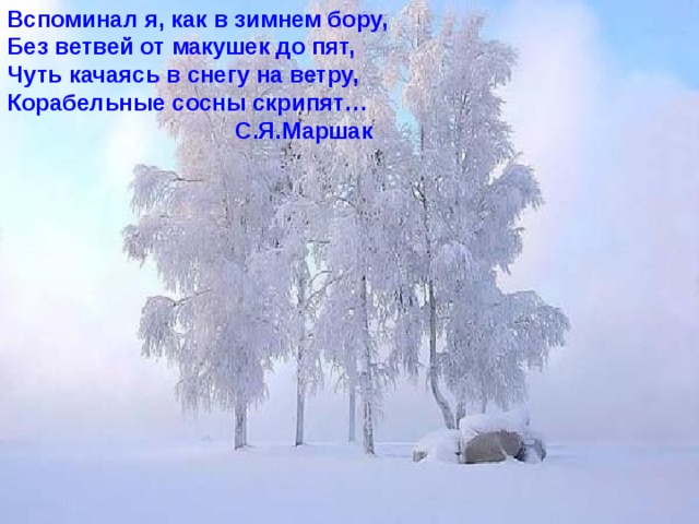 Вспоминал я, как в зимнем бору, Без ветвей от макушек до пят, Чуть качаясь в снегу на ветру, Корабельные сосны скрипят…  С.Я.Маршак  