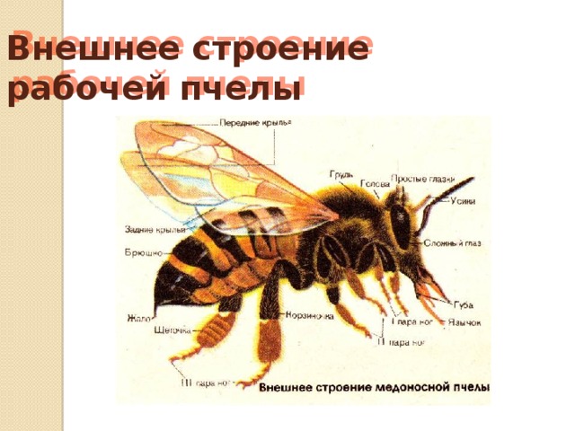 Внешнее строение  рабочей пчелы 