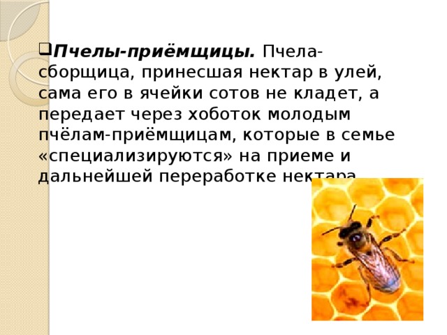 Пчелы-приёмщицы. Пчела-сборщица, принесшая нектар в улей, сама его в ячейки сотов не кладет, а передает через хоботок молодым пчёлам-приёмщицам, которые в семье «специализируются» на приеме и дальнейшей переработке нектара. 