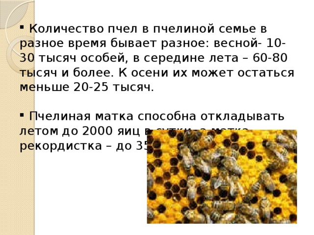  Количество пчел в пчелиной семье в разное время бывает разное: весной- 10-30 тысяч особей, в середине лета – 60-80 тысяч и более. К осени их может остаться меньше 20-25 тысяч.  Пчелиная матка способна откладывать летом до 2000 яиц в сутки, а матка-рекордистка – до 3500 яиц. 