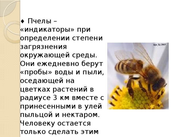  Пчелы – «индикаторы» при определении степени загрязнения окружающей среды. Они ежедневно берут «пробы» воды и пыли, оседающей на цветках растений в радиусе 3 км вместе с принесенными в улей пыльцой и нектаром. Человеку остается только сделать этим «пробам» химический анализ. 