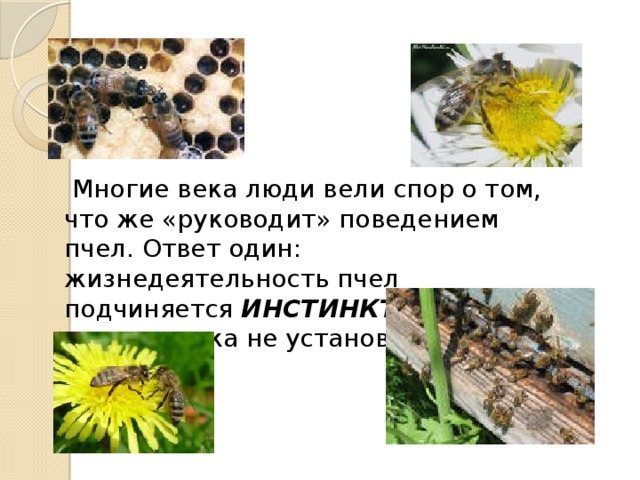  Многие века люди вели спор о том, что же «руководит» поведением пчел. Ответ один: жизнедеятельность пчел подчиняется ИНСТИНКТУ . Ничего другого пока не установлено. 