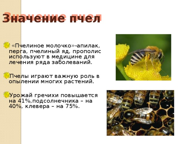 Значение пчел  «Пчелиное молочко»-апилак, перга, пчелиный яд, прополис используют в медицине для лечения ряда заболеваний. Пчелы играют важную роль в опылении многих растений. Урожай гречихи повышается на 41%,подсолнечника – на 40%, клевера – на 75%. 