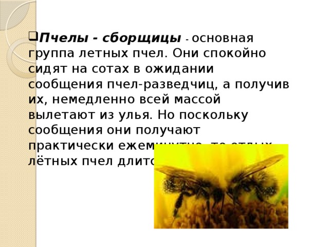 Пчелы - сборщицы - основная группа летных пчел. Они спокойно сидят на сотах в ожидании сообщения пчел-разведчиц, а получив их, немедленно всей массой вылетают из улья. Но поскольку сообщения они получают практически ежеминутно, то отдых лётных пчел длится очень недолго. 