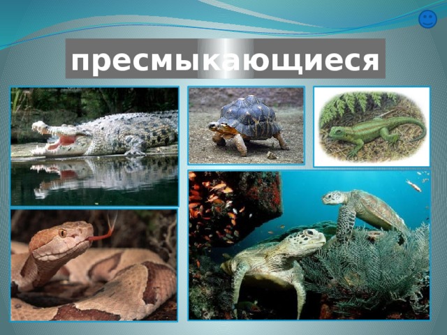 пресмыкающиеся 
