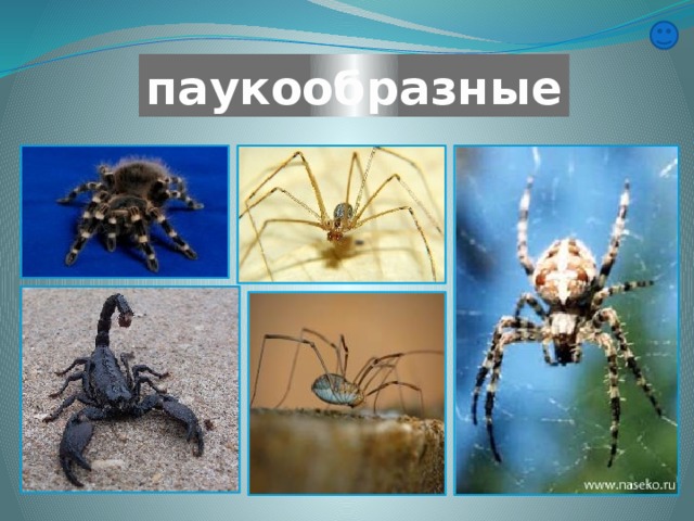 паукообразные 