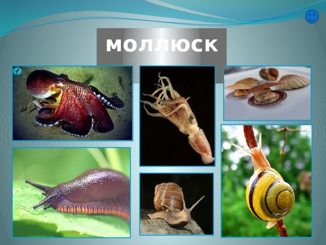 моллюски 