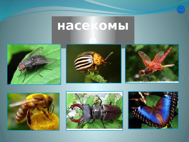 насекомые 