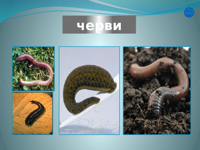 черви 