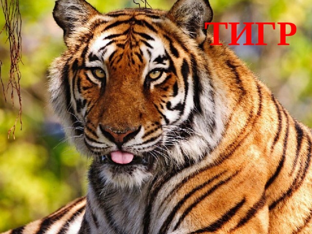 ТИГР 
