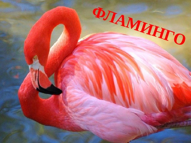 ФЛАМИНГО 