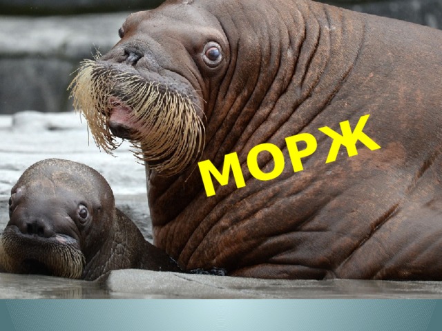 МОРЖ 