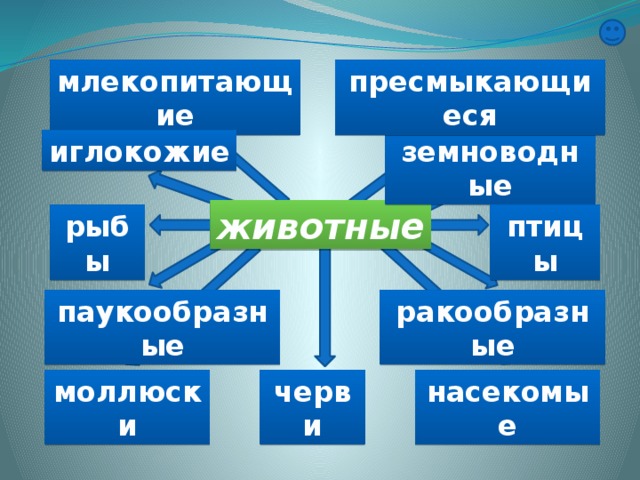 млекопитающие пресмыкающиеся земноводные иглокожие животные птицы рыбы ракообразные паукообразные насекомые черви моллюски 