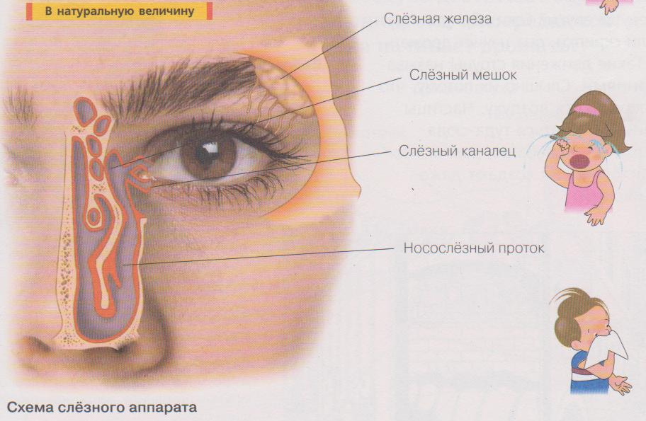 Схема движения слезы