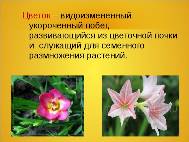 Цветок  – видоизмененный укороченный побег, развивающийся из цветочной почки и служащий для семенного размножения растений.