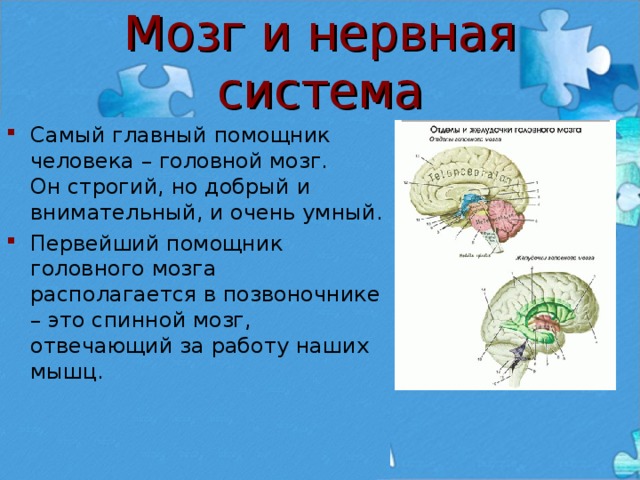 Факты про мозг. Доклад про мозг. Нервная система человека головной мозг. Мозг и нервная система 2 класс. Доклад о мозге человека 2 класс.