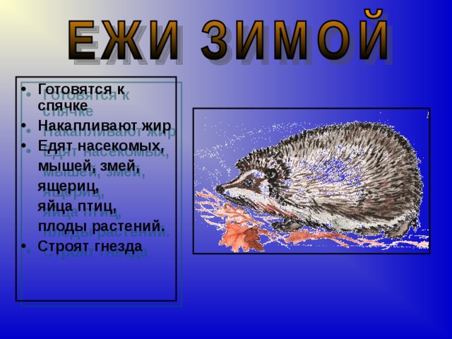 Жир ежика для волос